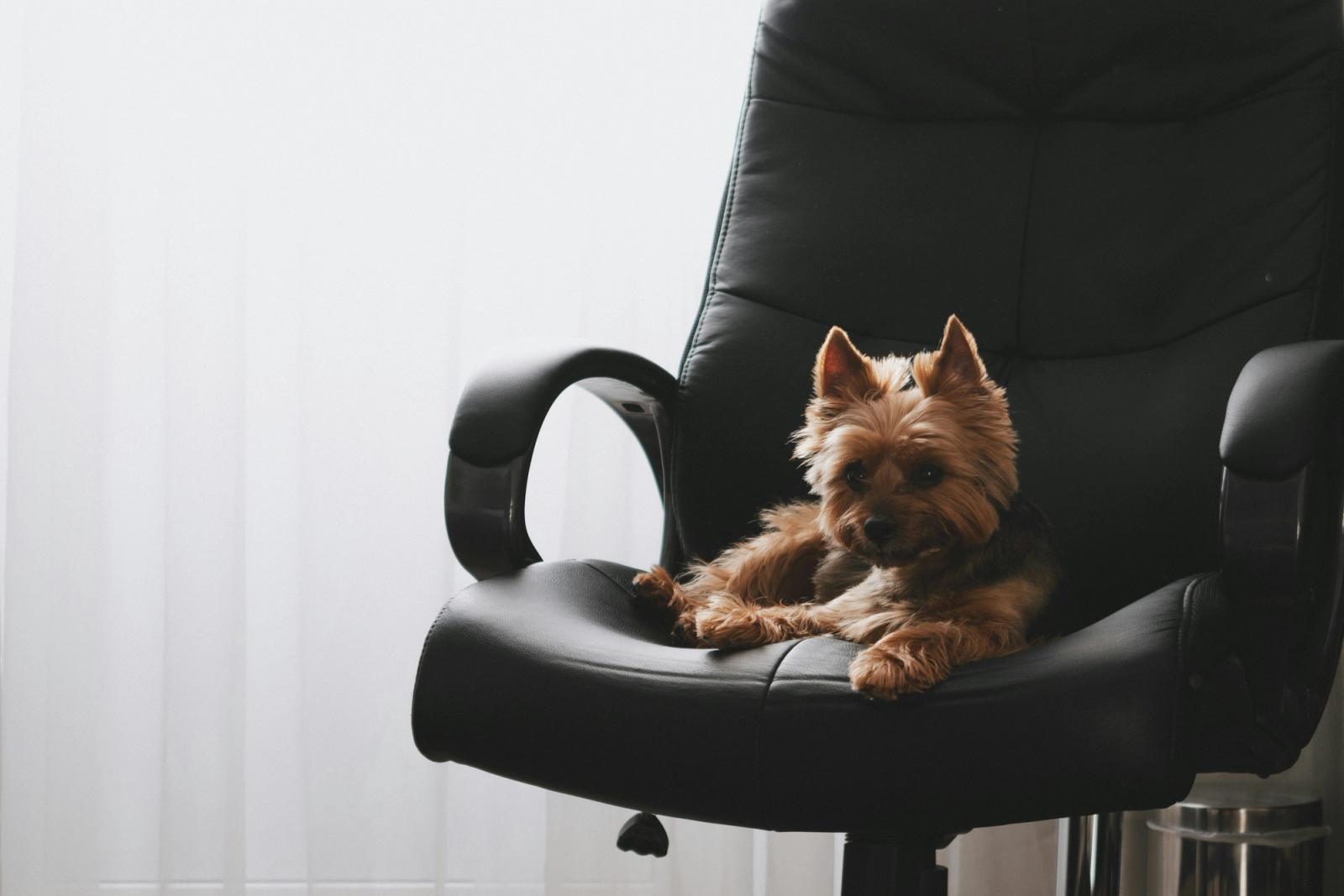 Pet-Friendly Office Policies: Emerging Trends in Bangalore Coworking